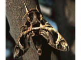 The oleander sphix-moth is one of the larger moths of Israel.